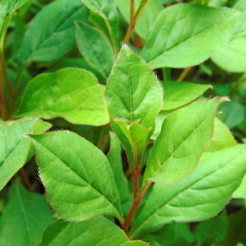 Kalliosinikko - Ceratostigma plumbaginoides (Lehvistö)