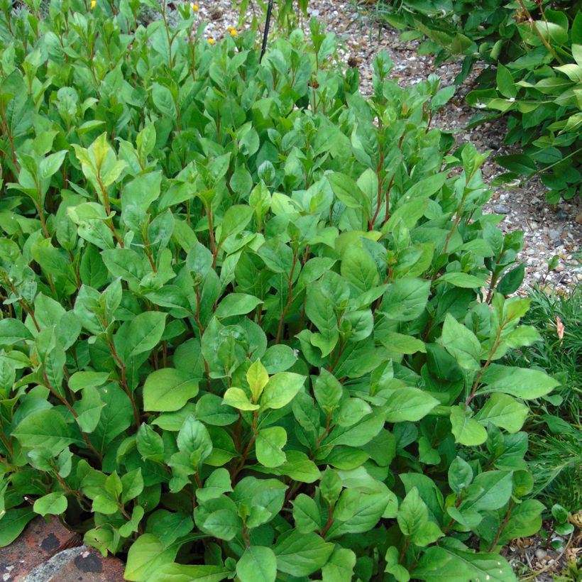 Kalliosinikko - Ceratostigma plumbaginoides (Kasvutapa)