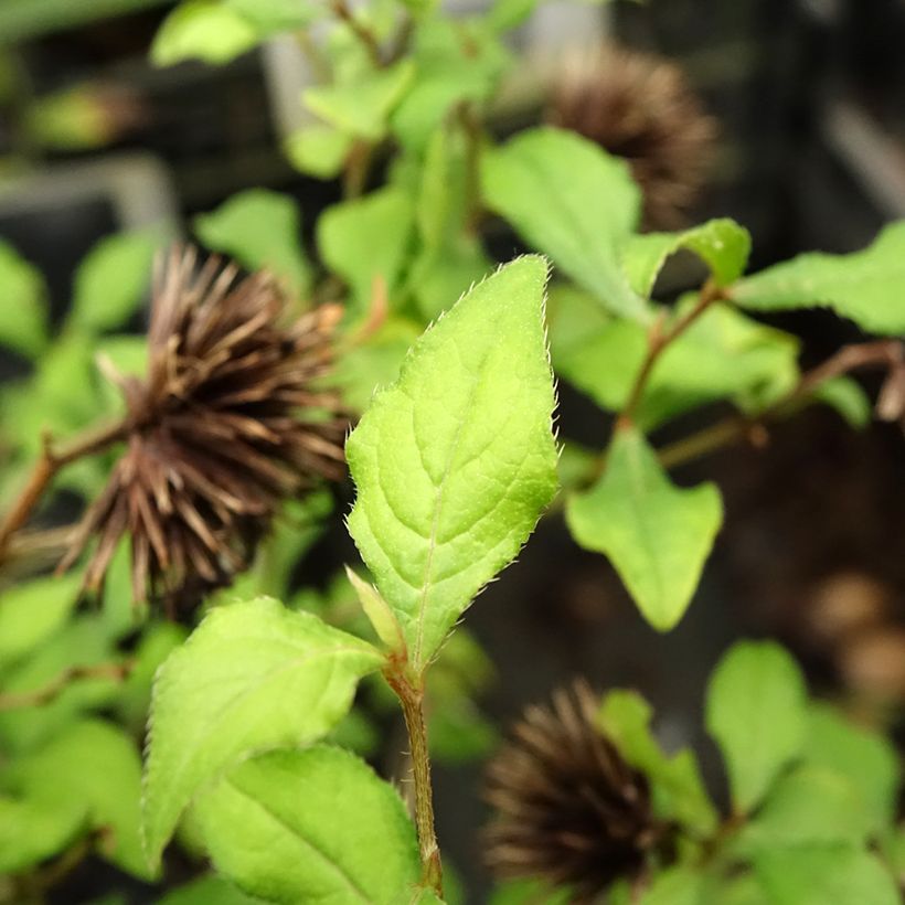 Laaksosinikko Forest Blue (Lehvistö)