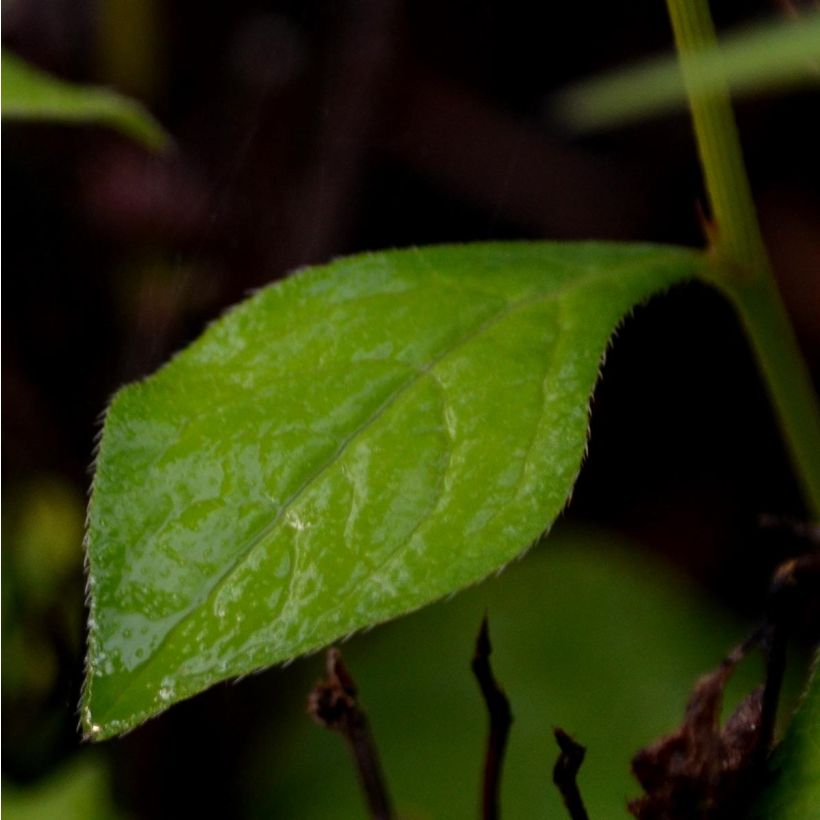 Laaksosinikko - Ceratostigma willmottianum (Lehvistö)