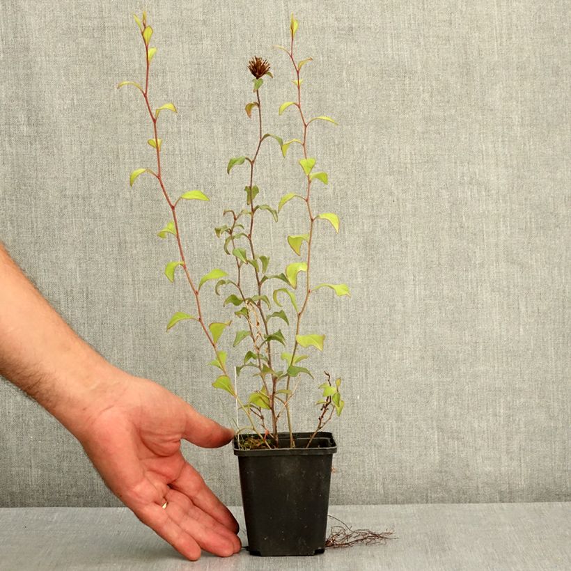 Esimerkki kesällä toimitetusta Laaksosinikko - Ceratostigma willmottianum 8/9 cm taimiruukku-taimesta