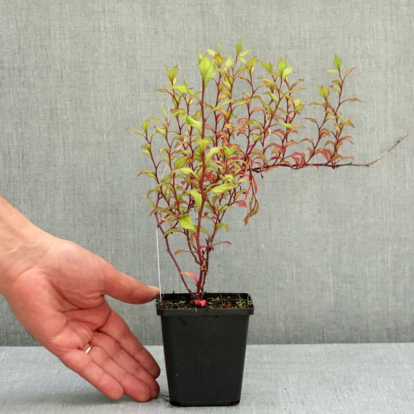 Esimerkki keväällä toimitetusta Laaksosinikko - Ceratostigma willmottianum Taimiruukku 8/9 cm-taimesta