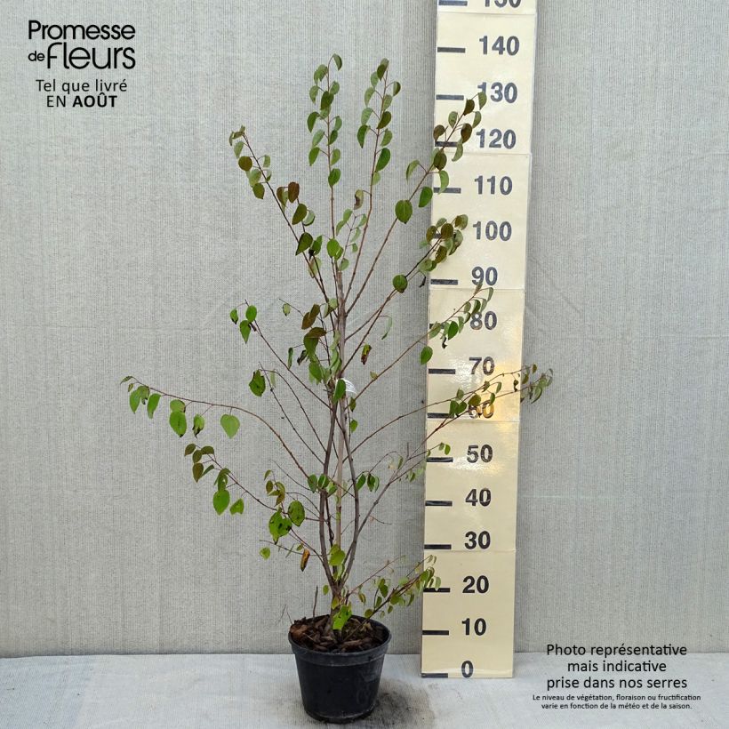 Esimerkki kesällä toimitetusta Cercidiphyllum japonicum Glowball - Arbre à caramel  Pot de 4L/5L-taimesta