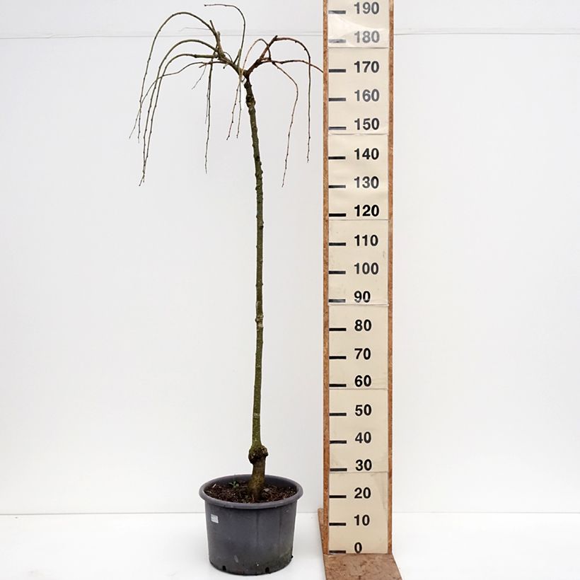Esimerkki talvella toimitetusta Katsura Pendulum Ruukku 7,5L / 10L, Baliveau-taimesta