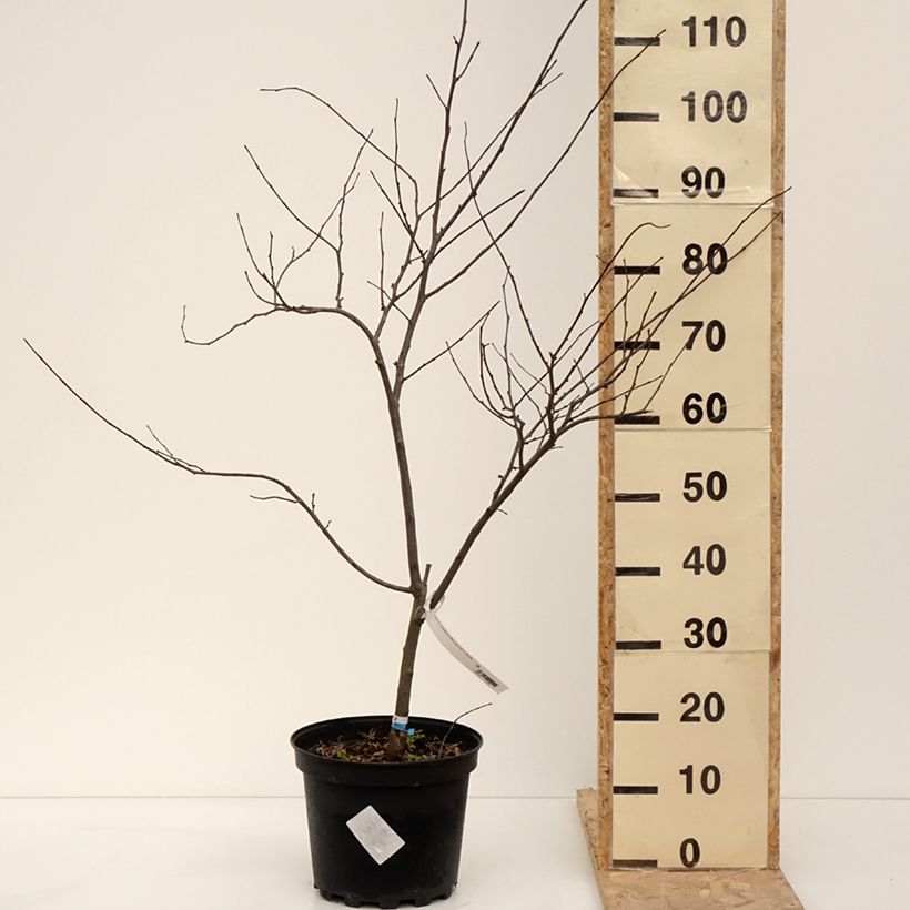 Esimerkki talvella toimitetusta Cercis canadensis Alley Cat - Gainier du Canada  Pot de 6L/7L-taimesta