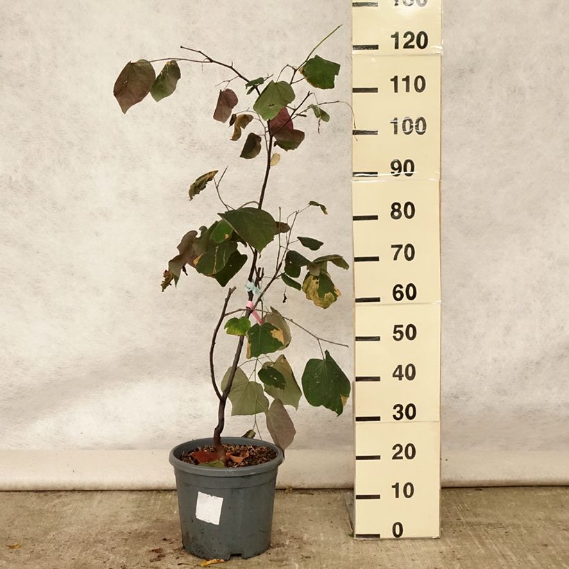 Esimerkki kesällä toimitetusta Amerikanjuudaksenpuu Forest Pansy Ruukku 7,5L / 10L-taimesta