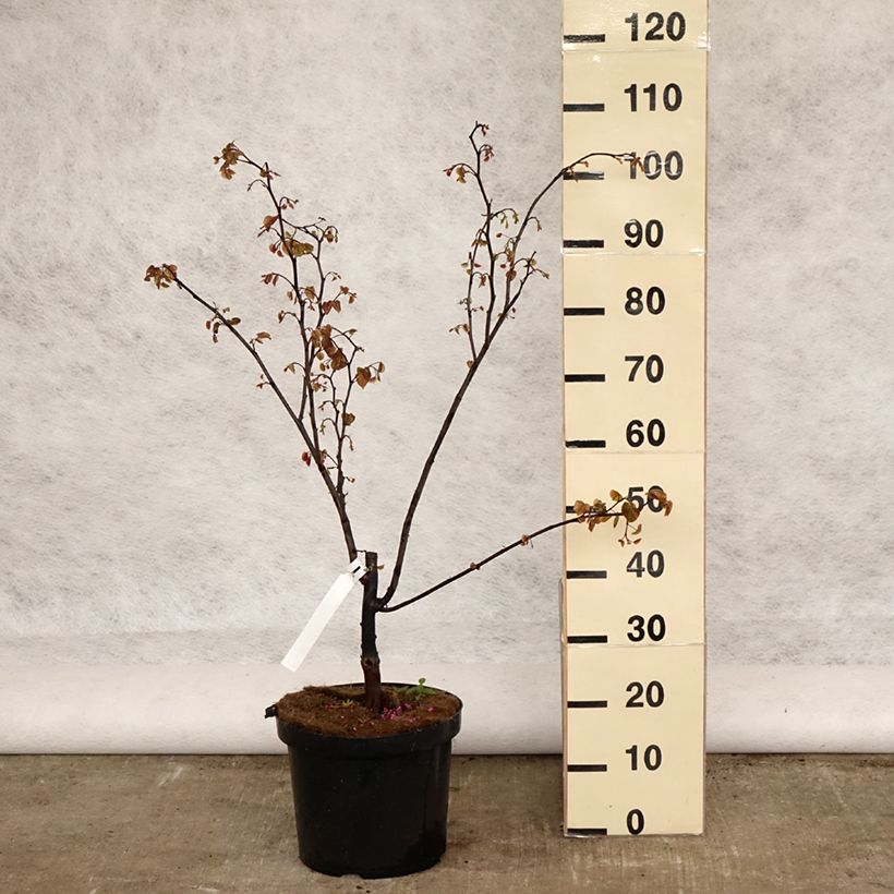 Example of Amerikanjuudaksenpuu Forest Pansy Pot de 7,5L/10L as you get in printemps