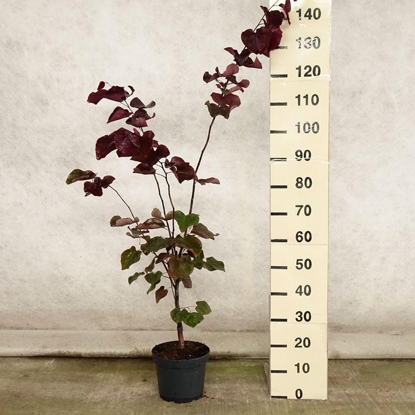 Esimerkki kesällä toimitetusta Amerikanjuudaksenpuu Forest Pansy Ruukku 4L / 5L-taimesta