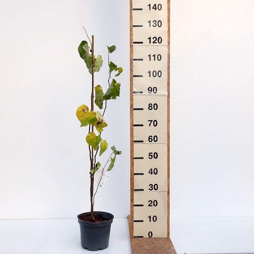 Esimerkki syksyllä toimitetusta Amerikanjuudaksenpuu - Cercis canadensis 4 litran/5 litran ruukku-taimesta