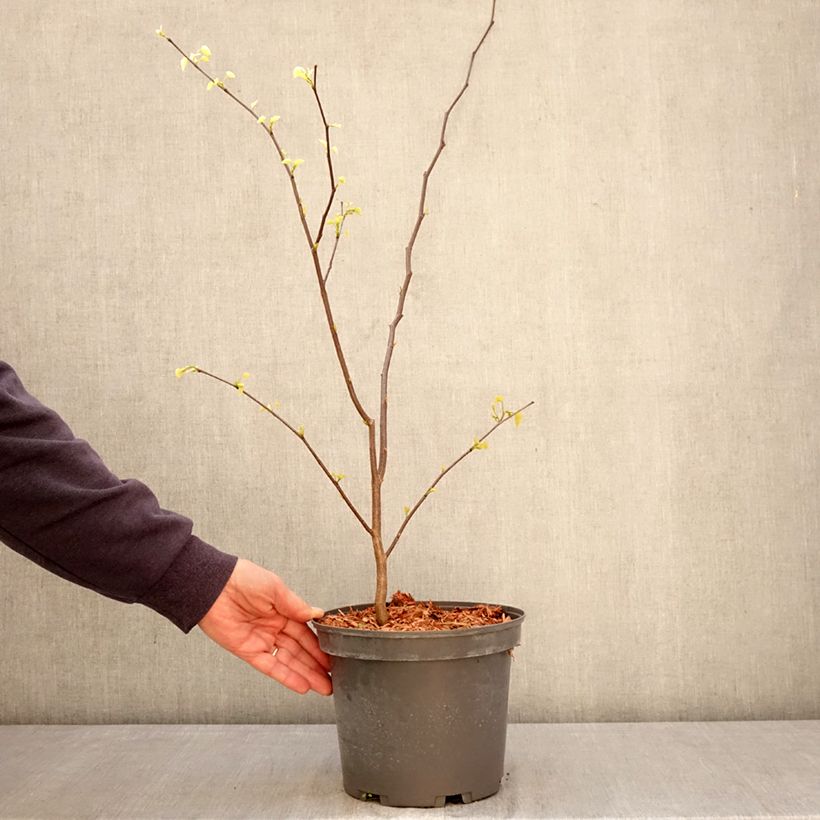 Esimerkki keväällä toimitetusta Amerikanjuudaksenpuu - Cercis canadensis Ruukku 4L / 5L-taimesta