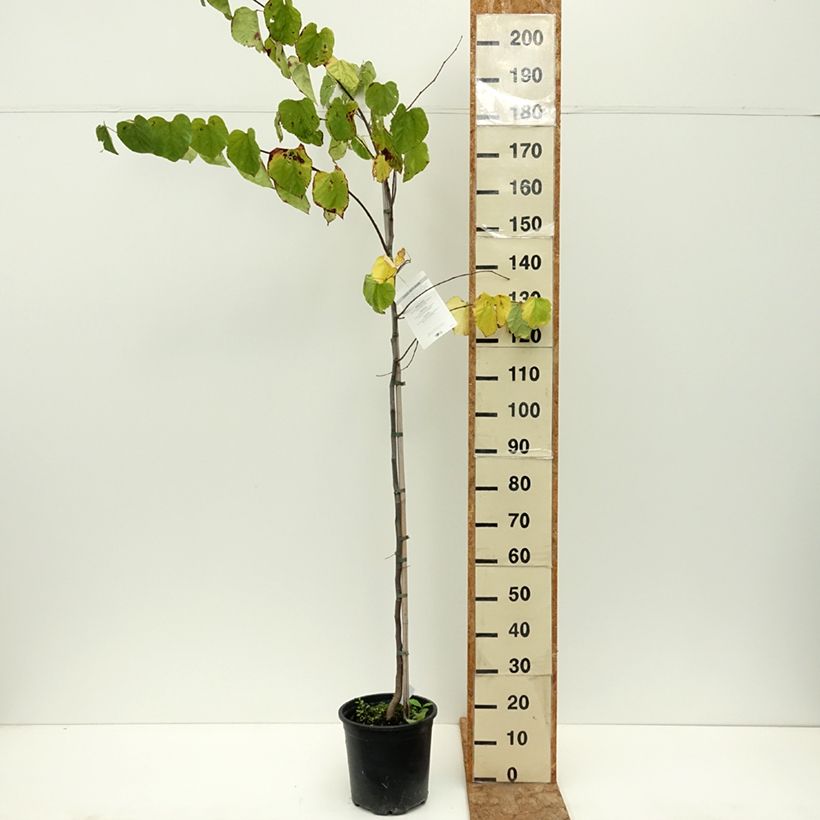 Esimerkki kesällä toimitetusta Amerikanjuudaksenpuu - Cercis canadensis 7,5 litran / 10 litran ruukku-taimesta
