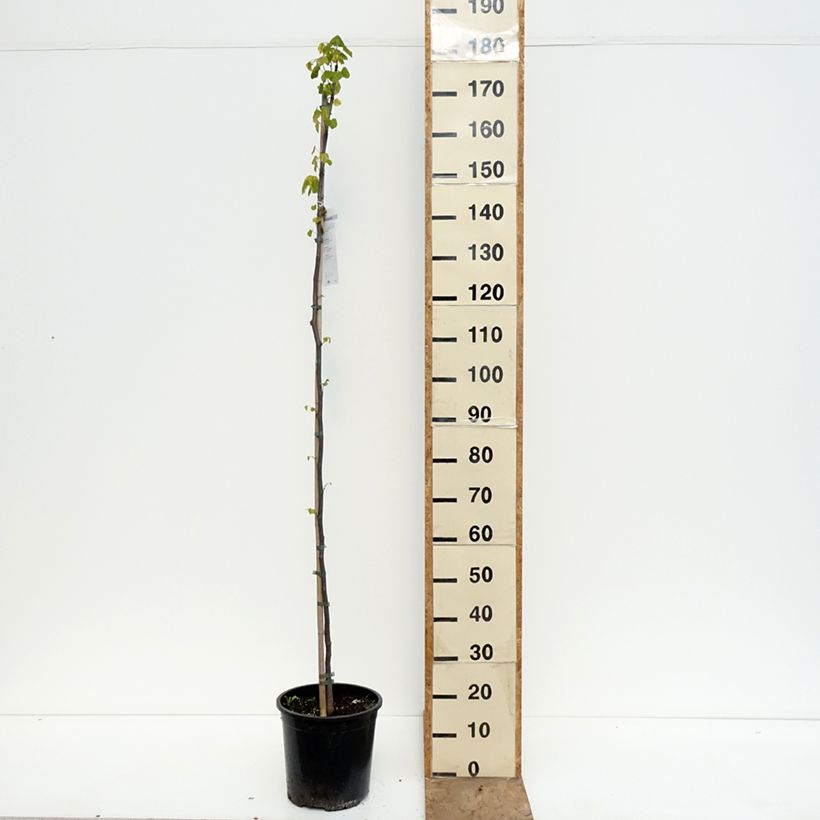 Esimerkki keväällä toimitetusta Amerikanjuudaksenpuu - Cercis canadensis Ruukku 7,5L / 10L-taimesta