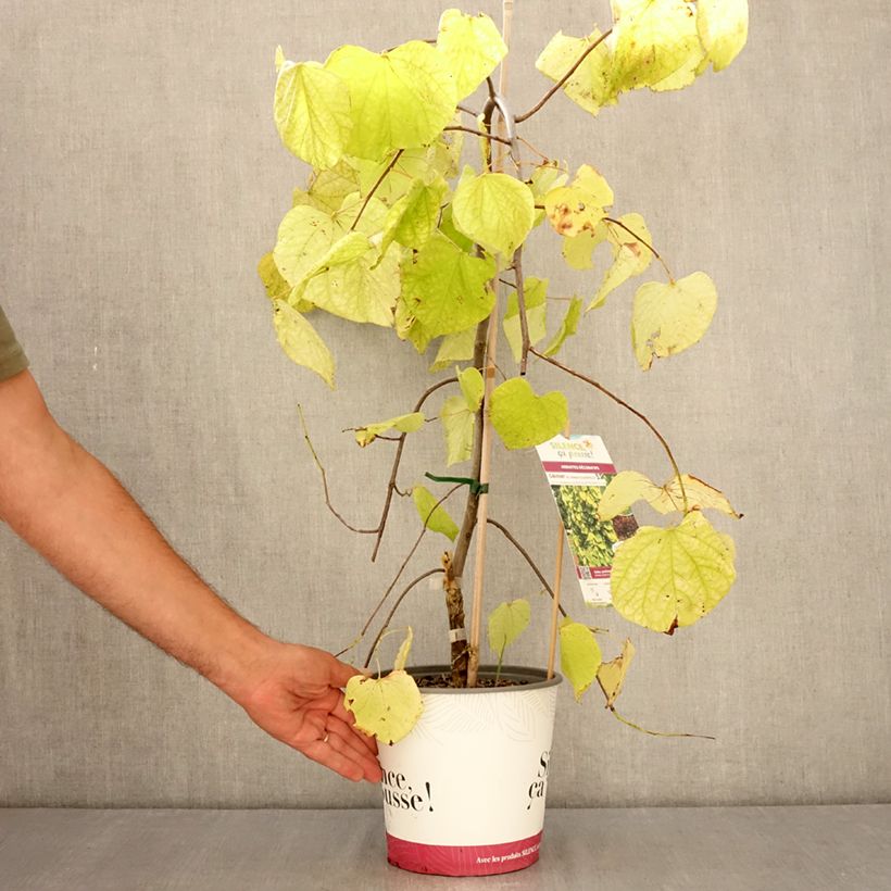 Esimerkki kesällä toimitetusta Amerikanjuudaksenpuu Golden Falls Pot de 4L/5L, Baliveau-taimesta