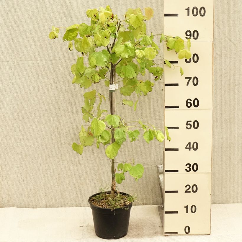 Esimerkki kesällä toimitetusta Amerikanjuudaksenpuu Heart of Gold Pot de 4L/5L-taimesta