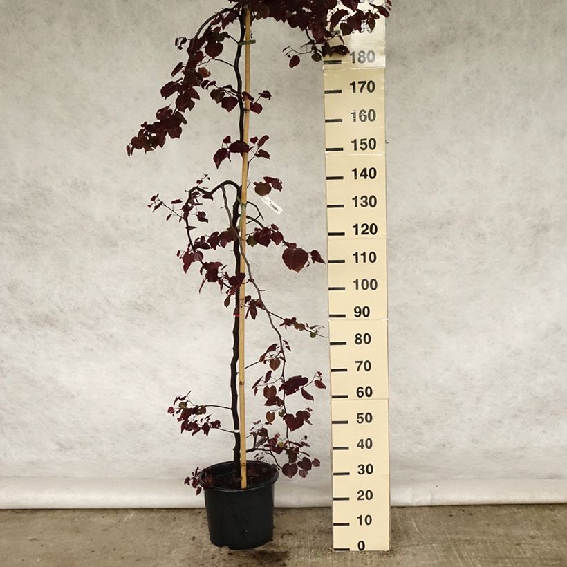 Example of Amerikanjuudaksenpuu Ruby Falls Pot de 7,5L/10L as you get in printemps