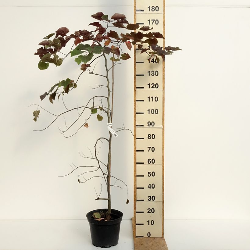 Esimerkki kesällä toimitetusta Amerikanjuudaksenpuu Ruby Falls Pot de 7,5L/10L-taimesta