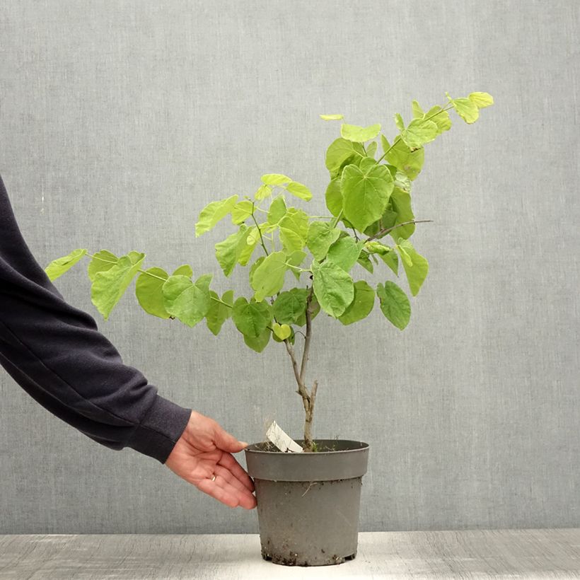 Esimerkki kesällä toimitetusta Cercis canadensis Texas White - Gainier du Canada Pot de 4L/5L-taimesta