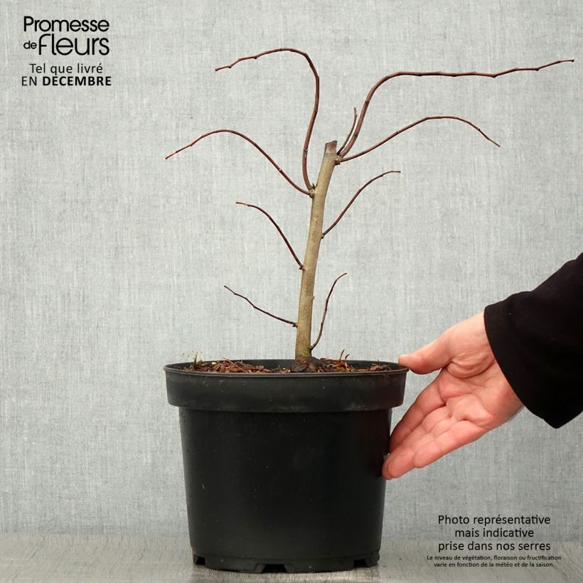 Esimerkki syksyllä toimitetusta Cercis canadensis The Rising Sun - Gainier du Canada Pot de 2L/3L-taimesta
