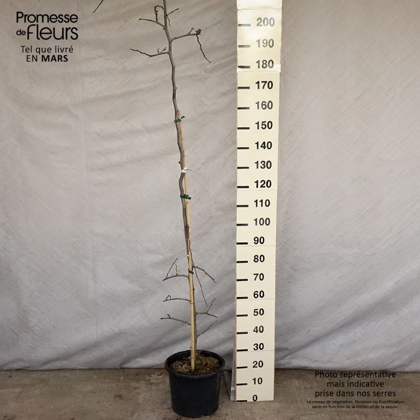 Example of Amerikanjuudaksenpuu Vanilla Twist Pot de 4L/5L, Baliveau as you get in printemps