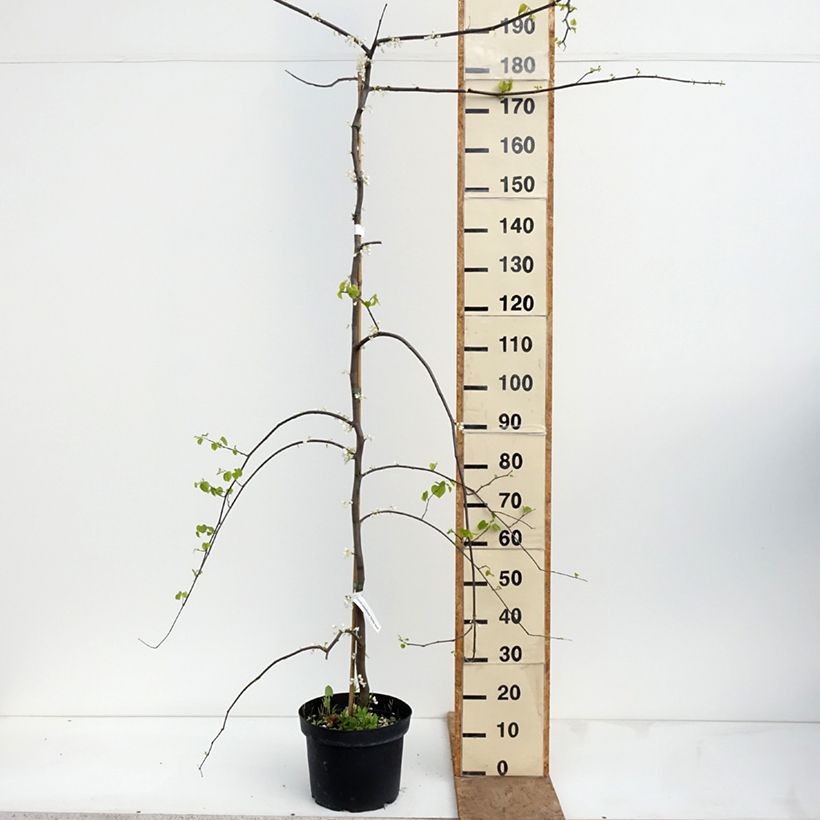 Example of Amerikanjuudaksenpuu Vanilla Twist Pot de 7,5L/10L, Demi-Tige as you get in printemps
