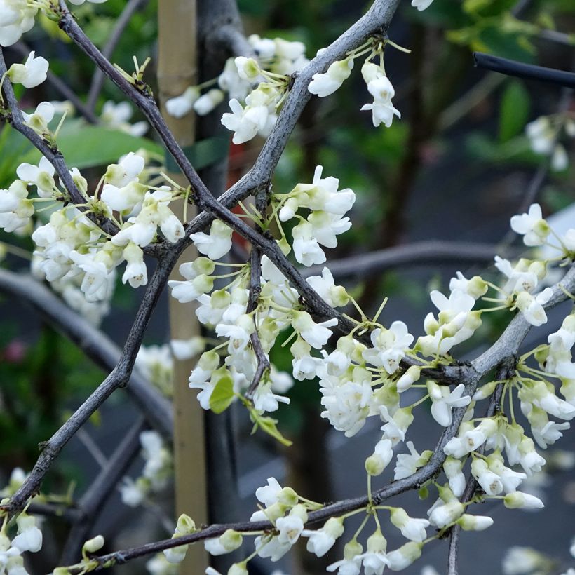 Amerikanjuudaksenpuu Vanilla Twist (Flowering)