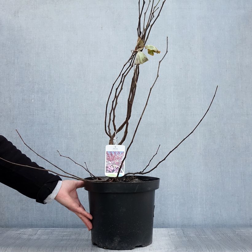 Esimerkki syksyllä toimitetusta Cercis siliquastrum - Arbre de Judée Pot de 20L/25L-taimesta