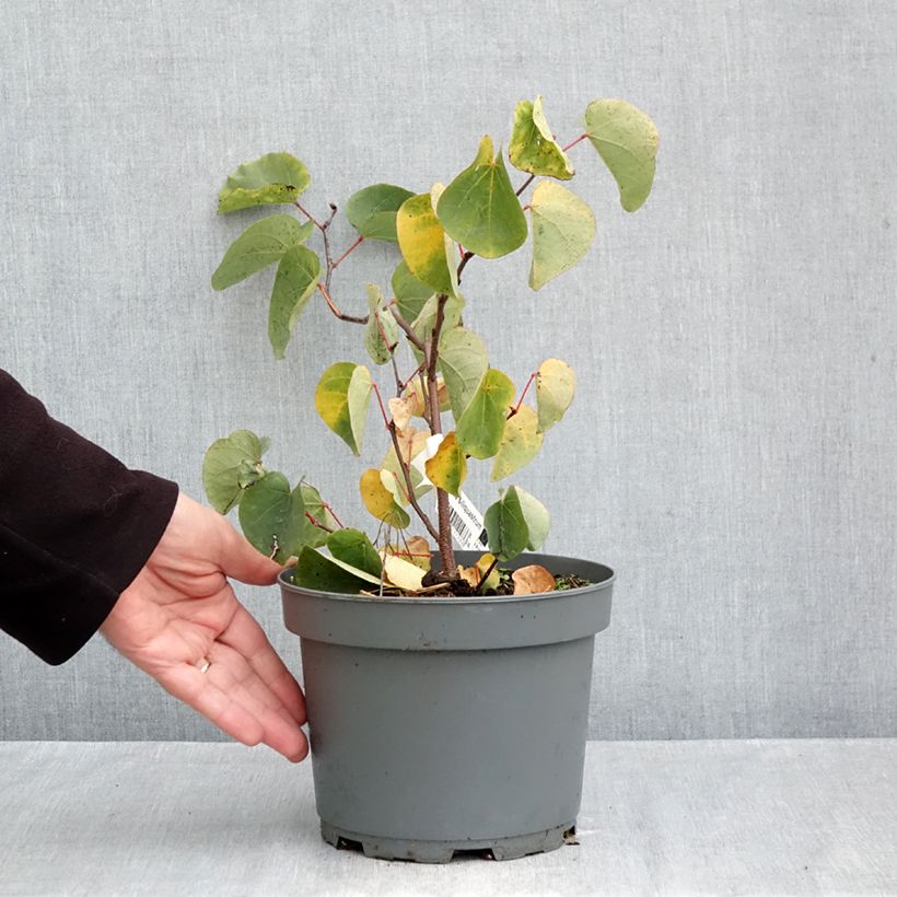 Esimerkki syksyllä toimitetusta Juudaksenpuu - Cercis siliquastrum 3 litran/4 litran ruukku-taimesta