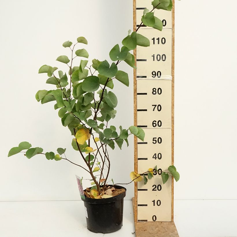 Esimerkki kesällä toimitetusta Juudaksenpuu - Cercis siliquastrum Ruukku 20L / 25L-taimesta