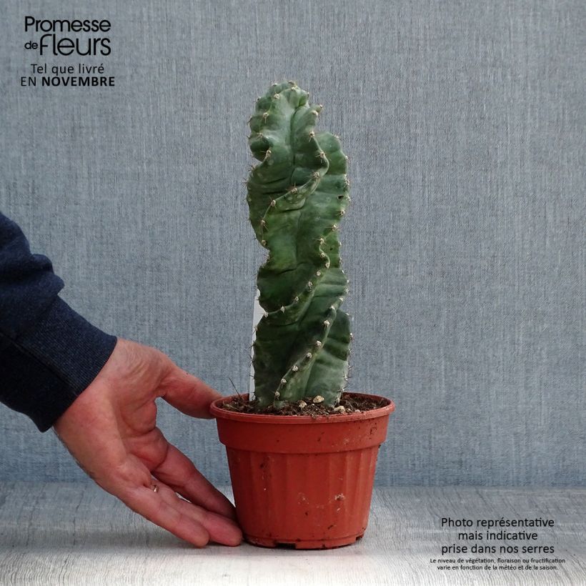 Esimerkki syksyllä toimitetusta Pylväskaktus Spiralis 12 cm / 13 cm ruukku-taimesta
