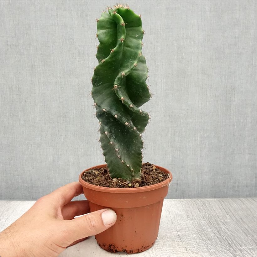 Esimerkki kesällä toimitetusta Pylväskaktus Spiralis 12 cm / 13 cm ruukku-taimesta