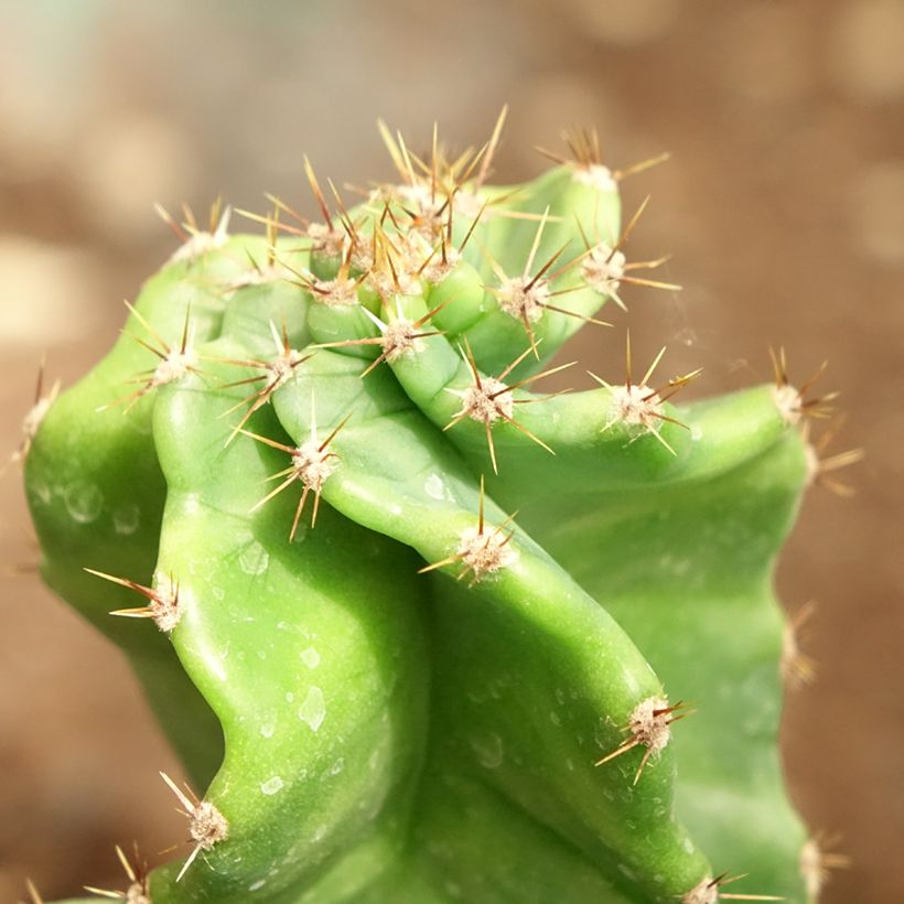 Pylväskaktus Spiralis (Foliage)