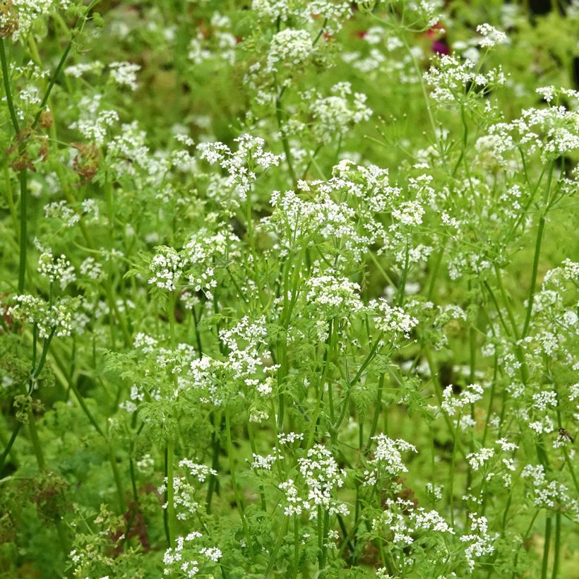 Maustekirveli taimena (Kukinta)