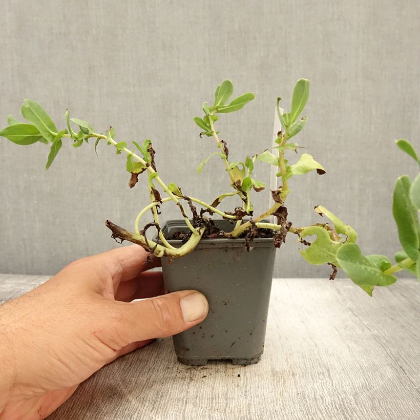 Esimerkki syksyllä toimitetusta Cerinthe glabra 8/9 cm taimiruukku-taimesta