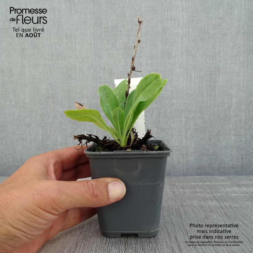 Esimerkki kesällä toimitetusta Cerinthe glabra Godet de 8/9 cm-taimesta