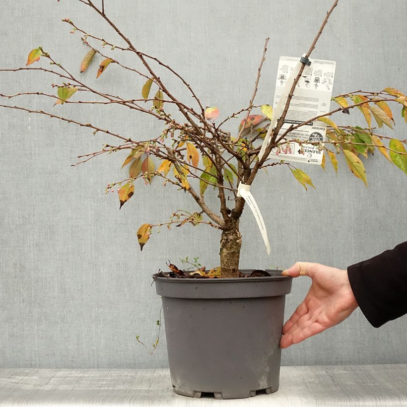 Esimerkki syksyllä toimitetusta Riippukirsikka Autumnalis Rosea 7,5 litran / 10 litran ruukku-taimesta