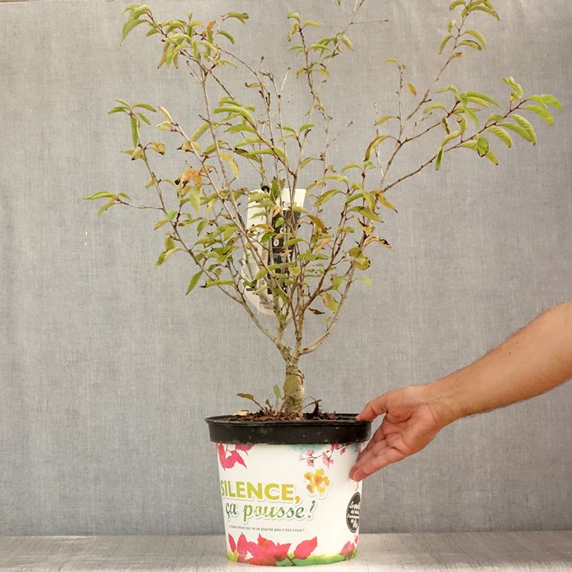 Esimerkki kesällä toimitetusta Riippukirsikka Autumnalis Rosea Pot de 7,5L/10L-taimesta