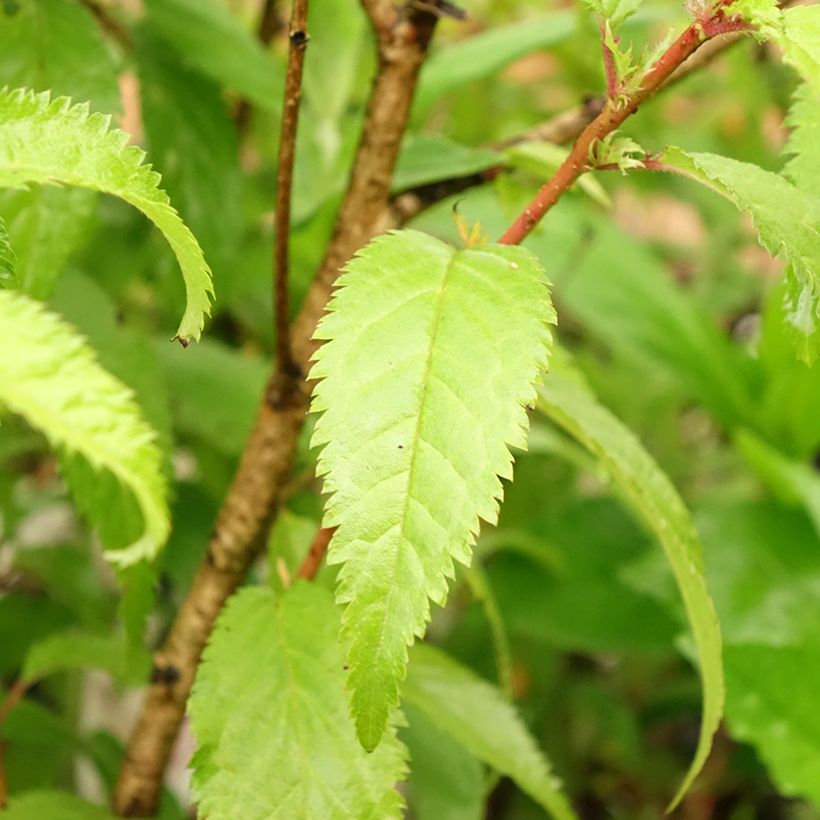 Japaninkääpiökirsikka Oshidori (Lehvistö)