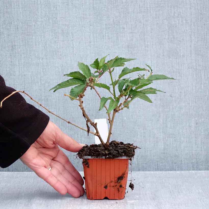 Esimerkki syksyllä toimitetusta Japaninkääpiökirsikka Paean 8/9 cm taimiruukku-taimesta