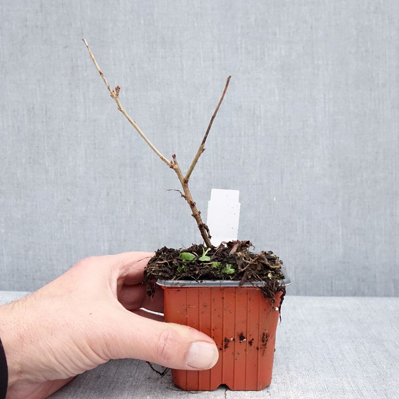 Esimerkki talvella toimitetusta Japaninkääpiökirsikka Paean Taimiruukku 8/9 cm-taimesta