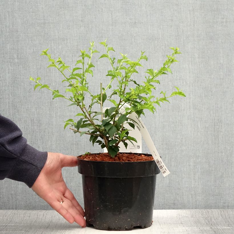 Esimerkki kesällä toimitetusta Japaninkääpiökirsikka Yamadei Pot de 2L/3L-taimesta