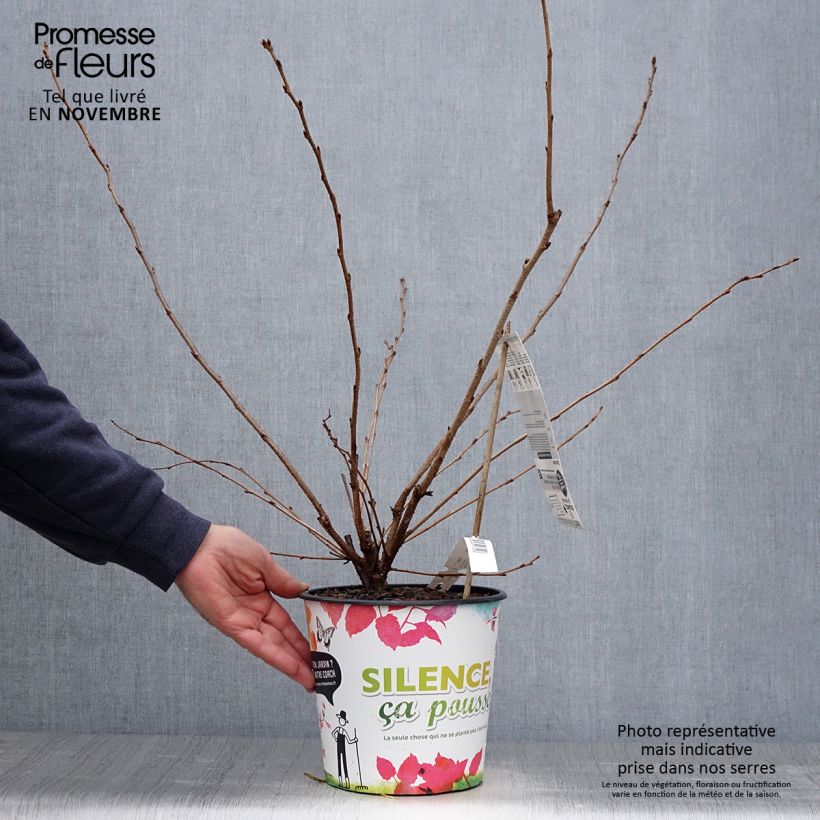 Esimerkki syksyllä toimitetusta Cerisier du Japon - Prunus Accolade Pot de 4L/5L-taimesta