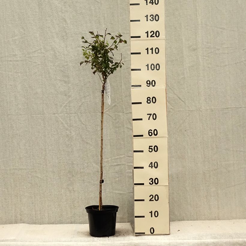 Esimerkki kesällä toimitetusta Japaninkääpiökirsikka Kojo no mai Ruukku 4L / 5L, Tige-taimesta