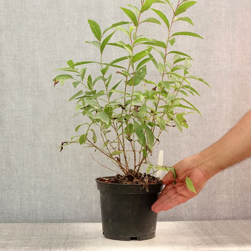Esimerkki kesällä toimitetusta Mantelikirsikka Rosea Plena Pot de 3L/4L-taimesta