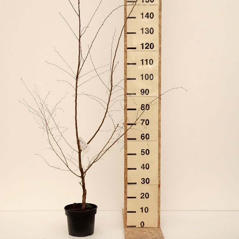 Esimerkki talvella toimitetusta Cerisier à fleurs - Prunus Hally Jolivette Pot de 4L/5L-taimesta