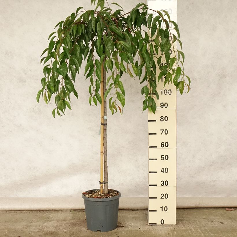 Esimerkki kesällä toimitetusta Japaninkirsikka Kiku-Shidare-Zakura Pot de 7,5L/10L-taimesta