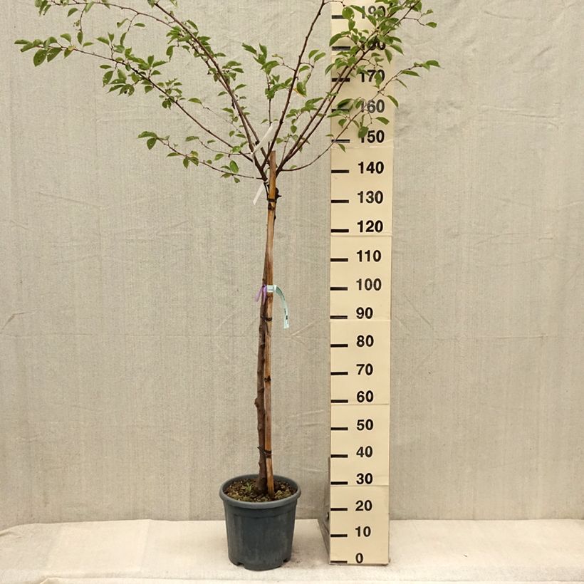 Esimerkki kesällä toimitetusta Japaninkirsikka Shirofugen Pot de 12L/15L, Demi-Tige-taimesta