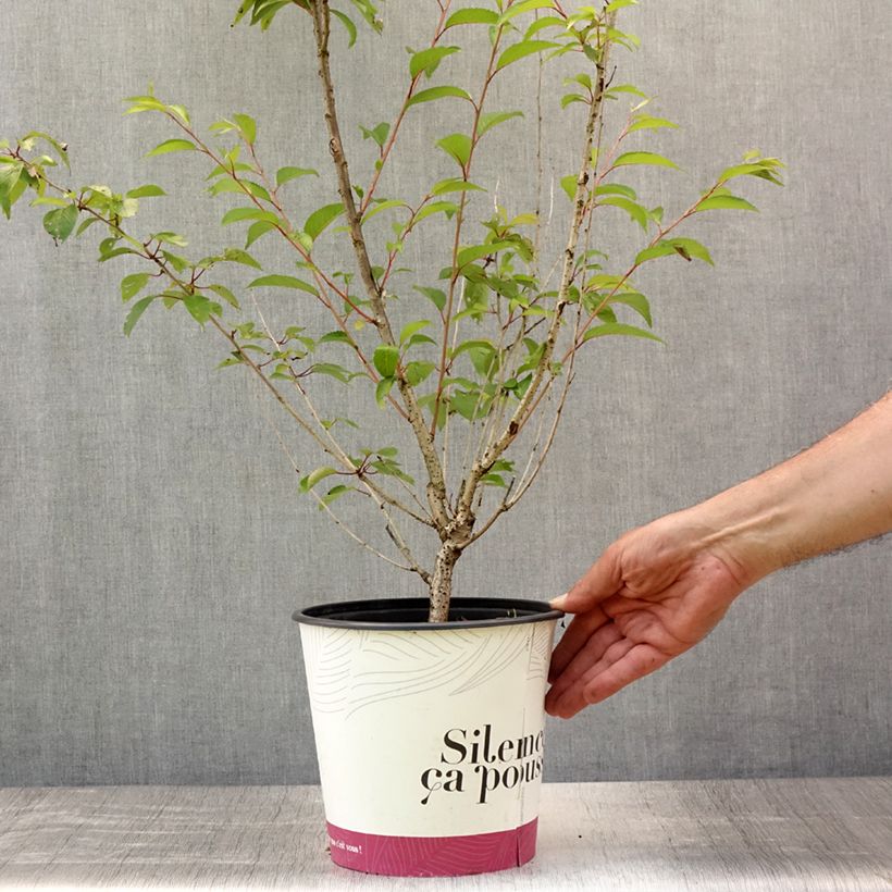 Esimerkki kesällä toimitetusta Riippukirsikka Fukubana Pot de 4L/5L-taimesta
