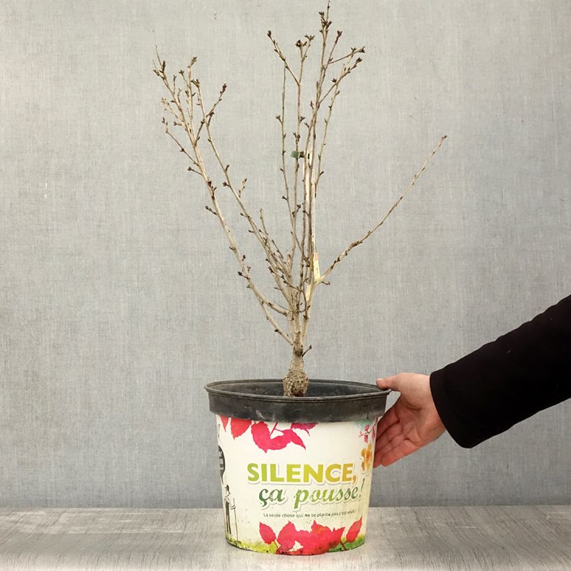 Esimerkki syksyllä toimitetusta Cerisier à fleurs - Prunus subhirtella Fukubana Pot de 7,5L/10L-taimesta