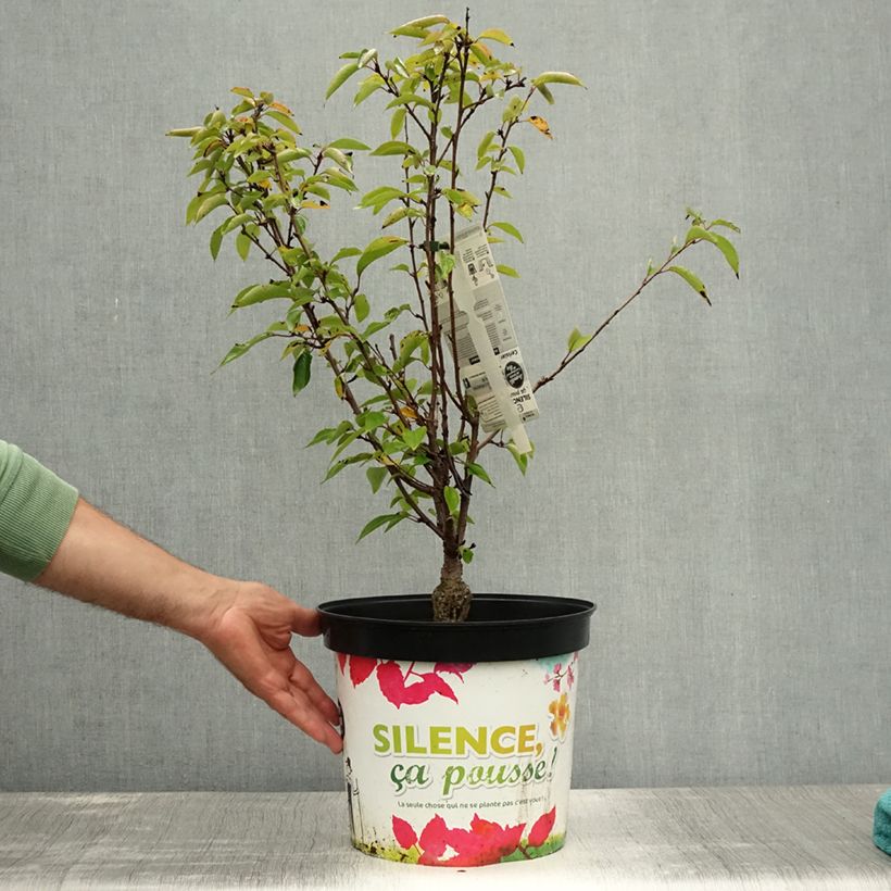 Esimerkki kesällä toimitetusta Riippukirsikka Fukubana Pot de 7,5L/10L-taimesta