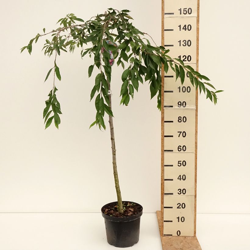 Esimerkki kesällä toimitetusta Riippukirsikka Pendula Rubra Pot de 7,5L/10L, Tige-taimesta